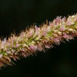 Setaria sphacelata Lorea