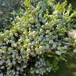 Juniperus sabina Fruit