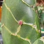 Opuntia dillenii Liść