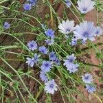 Cichorium intybusFlower