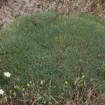 Astragalus terraccianoi Hábitos