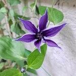 Clematis integrifoliaBloem