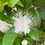 Myrtus communisFlor