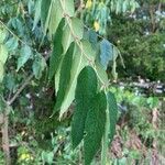 Zanthoxylum clava-herculis Leaf