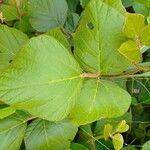 Neustanthus phaseoloides पत्ता
