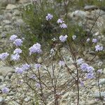 Iberis linifolia Libunga