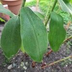 Costus barbatus Leaf