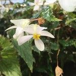 Begonia acutifolia Blomst