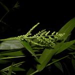Urochloa mollis 花