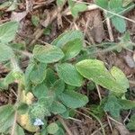 Lepidagathis fasciculata Blatt