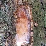 Coelocaryon preussii Corteza