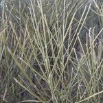 Retama monosperma Leaf