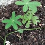 Lupinus arboreus Feuille