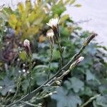 Symphyotrichum subulatum Kukka