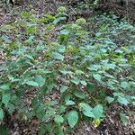 Hydrangea cinerea Habit