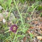 Tragopogon porrifolius 花