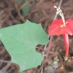 Ipomoea hederifolia Flower