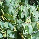 Kalanchoe marmorata List