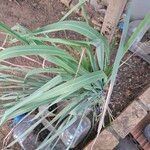 Cymbopogon nardus Blad