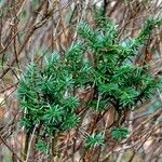 Taxus canadensis 葉