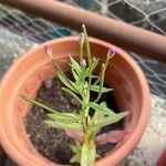 Epilobium parviflorumЦветок