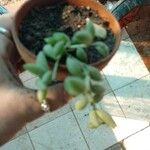 Cotyledon pendens Hoja
