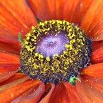 Rudbeckia hirta Flower