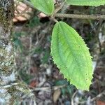 Miconia elata Feuille