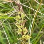 Dactylorhiza maculata 果實