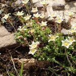 Saxifraga moschata Habitus