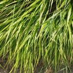 Hakonechloa macra Frunză