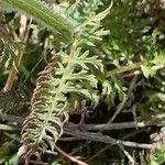 Pedicularis comosa Hoja