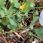 Convolvulus arvensis Blatt