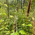 Agastache scrophulariifolia Žiedas