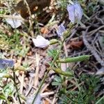 Astragalus austriacus Fruit