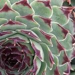 Sempervivum calcareum Лист