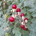 Solanum sisymbriifolium Frukto