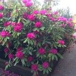 Rhododendron ferrugineum Natur