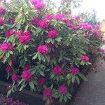 Rhododendron ferrugineum عادت داشتن