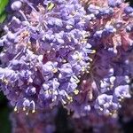 Ceanothus thyrsiflorus Flower