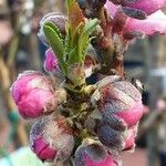 Prunus persica Flower