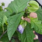 Nicandra physalodesFlower