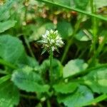 Dipsacus pilosusŽiedas