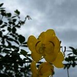 Senna pendula Flower