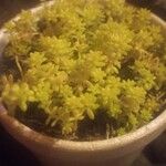 Sedum mexicanum List