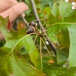 Quercus palustris Hoja