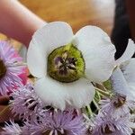 Calochortus gunnisonii Flower