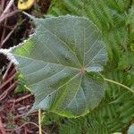 Dombeya ciliata Folla