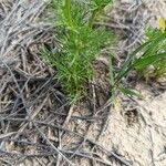 Adonis microcarpa Leaf