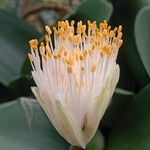 Haemanthus albiflos Lorea